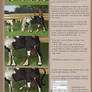 Tutorial: horse painting