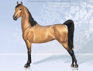 American saddlebred