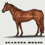 Quarter horse sketch