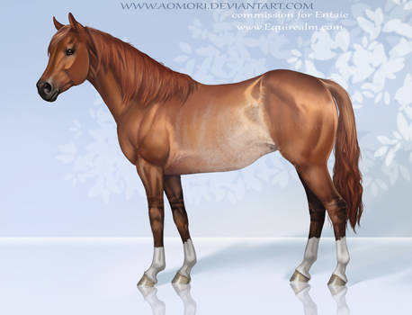 Quarter horse