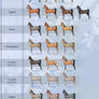 Horse coat colors chart