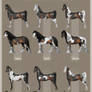 White patterns on horses