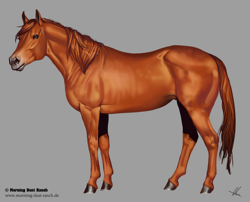 Quarter Horse - work in progress