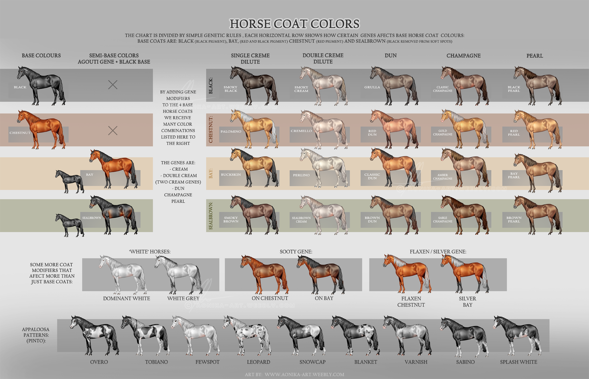 Horse Coat Colors - updated by AonikaArt on DeviantArt