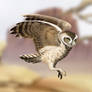 Burrowing Owl