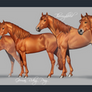 Horse breeds