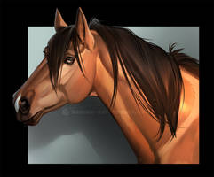 Horse portrait