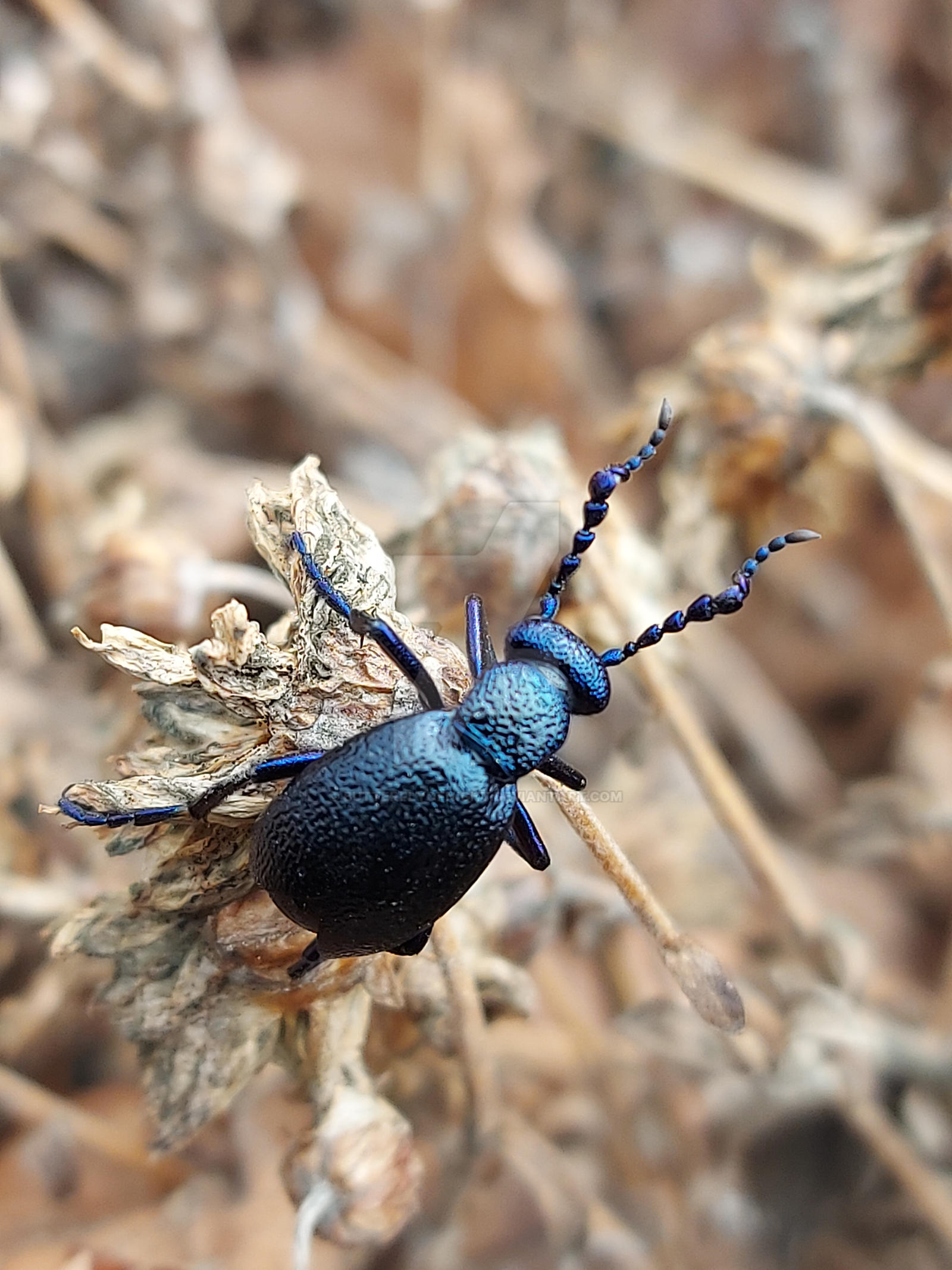 Purple Insect Colorado Purple insect by ButterflyOfNight on DeviantArt