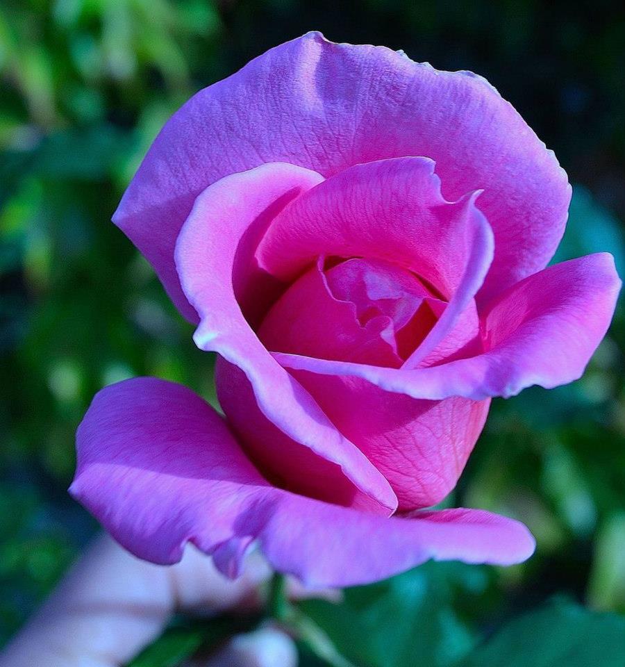 Beauty rose violet