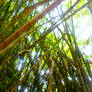 Bamboo Jungle