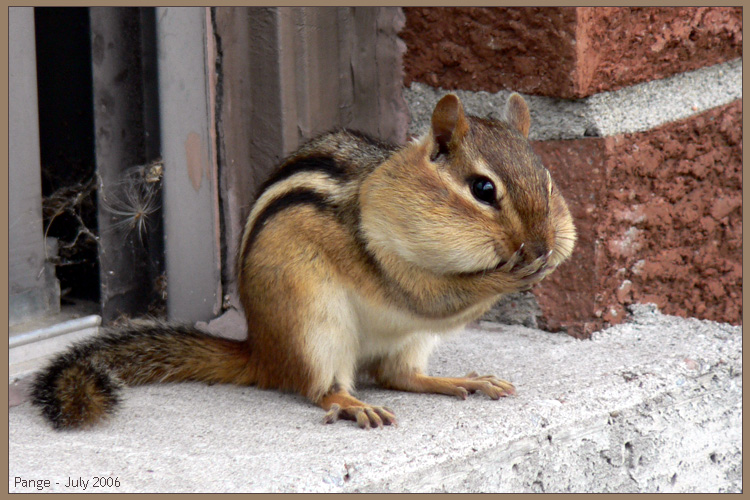 Chipmunk