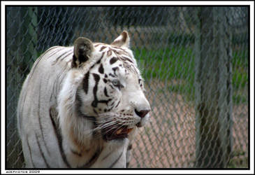 White Tiger I