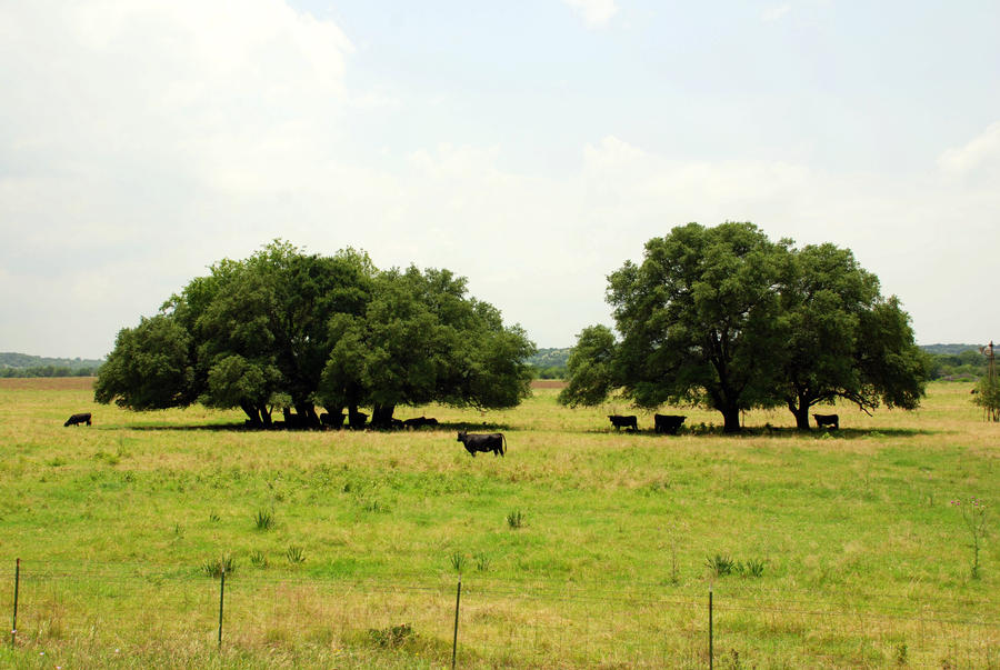 The Angus Trees by KeenPhotography on DeviantArt