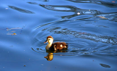 Baby Duck