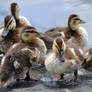 Baby Ducks of a Feather