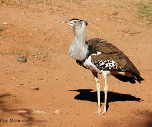 Kori Bustard - heaviest flier