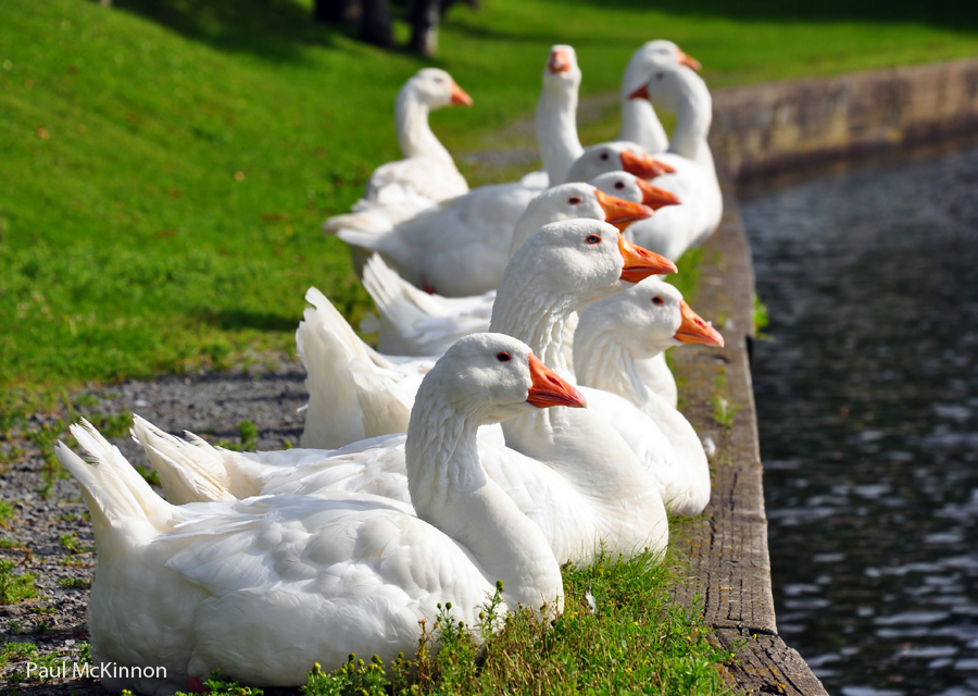 Geese In A Row