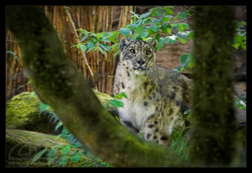 Day at the Zoo: Leopard