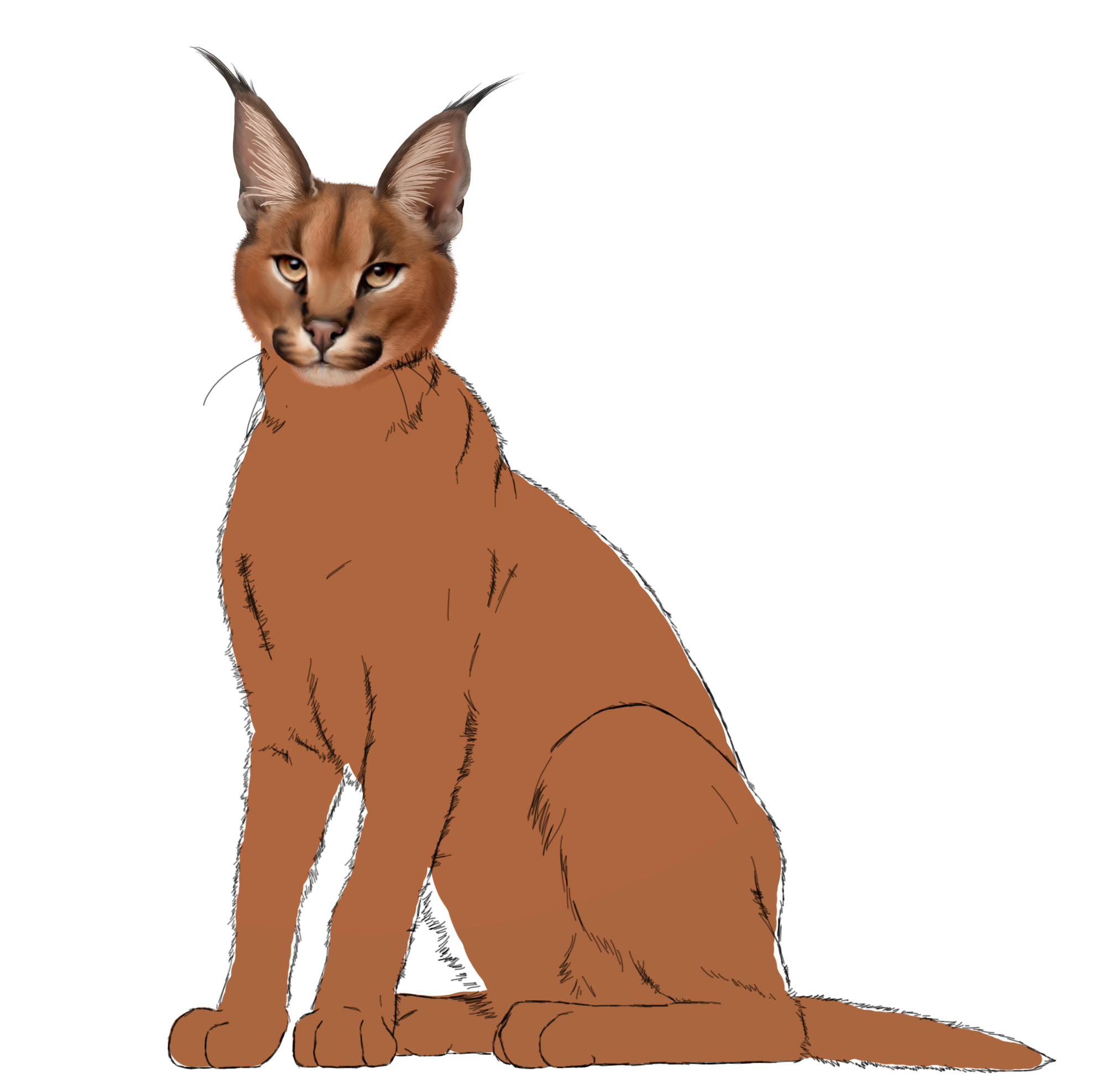 Digital Art Caracal 'cat project'