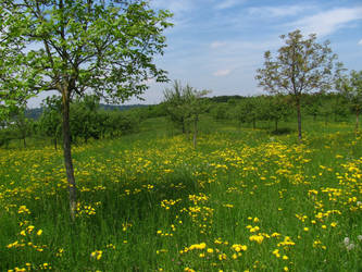 Spring Field