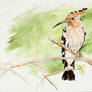 Hoopoe