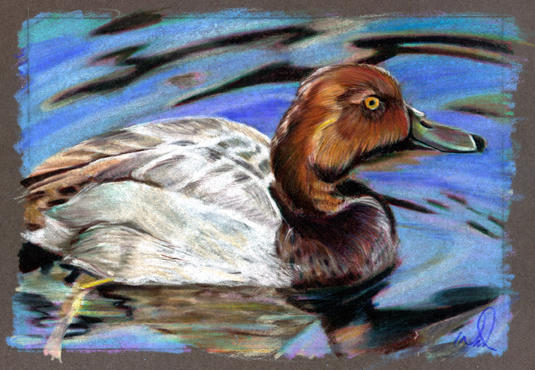 Redhead Duck Vector Red head duck by Beezoart on DeviantArt