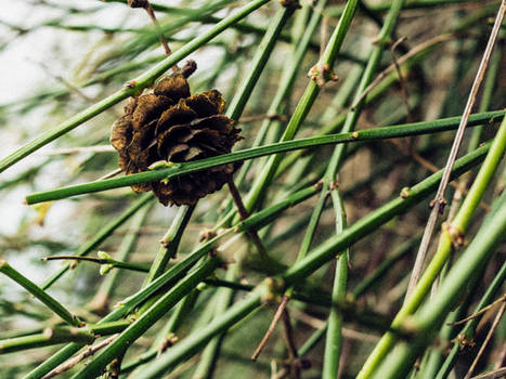 Pine Cone