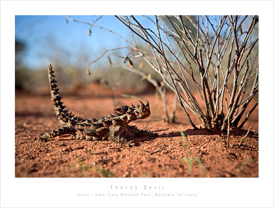 Thorny Devil