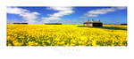 Canola Fields, Victoria by MattLauder