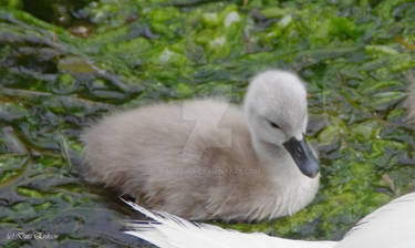 Cygnet one