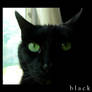 black cat