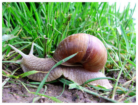 snail