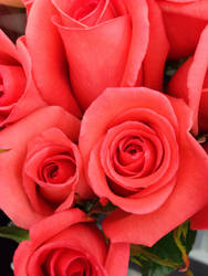 Valentine Roses