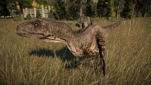 JP/Carnosaur - Velociraptor