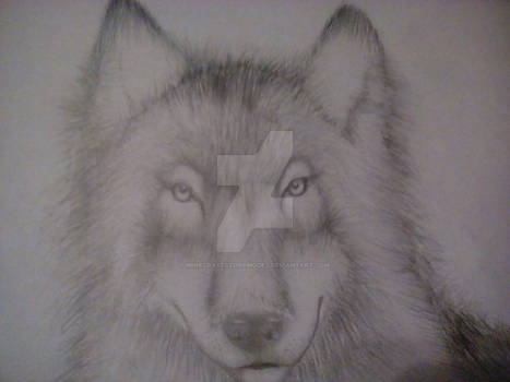 Just a wolf drawing I did...