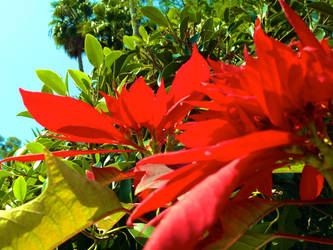 Poinsettia Flowers