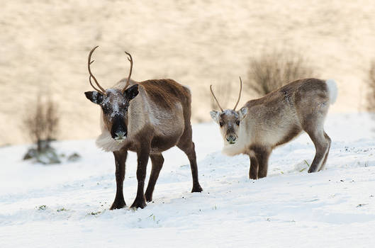 Reindeer Couple