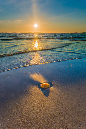 The sun sets on jellyfish by KennethSolfjeld The sun sets on jellyfish by KennethSolfjeld