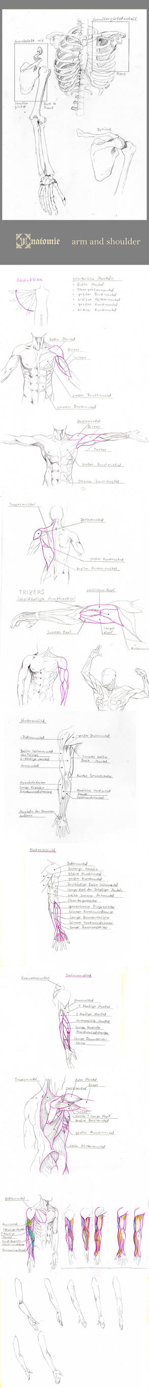 Arm Anatomie Stock