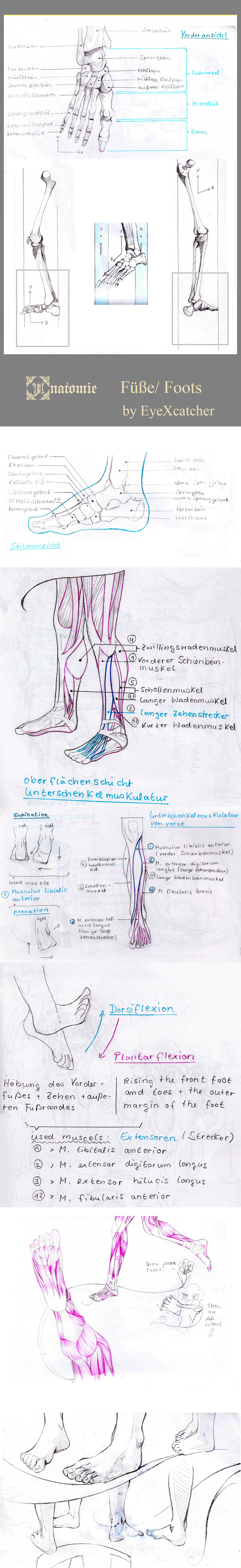 Foot Tut,Anatomy,Anatomie,Fuesse, Tutorial, German