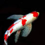 white red fish