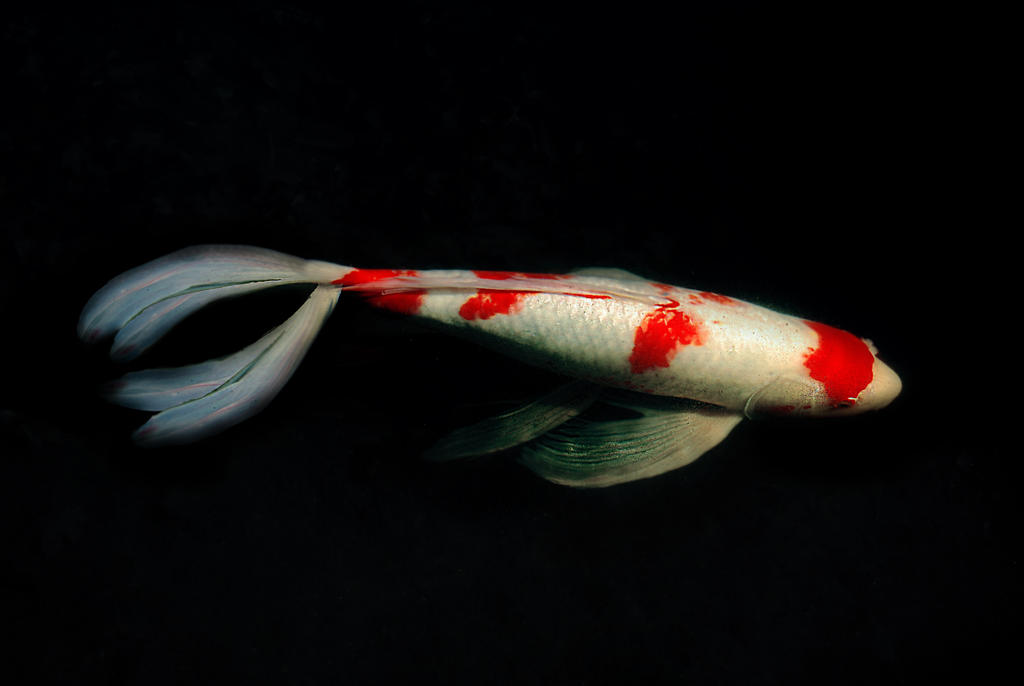 white red fish 2