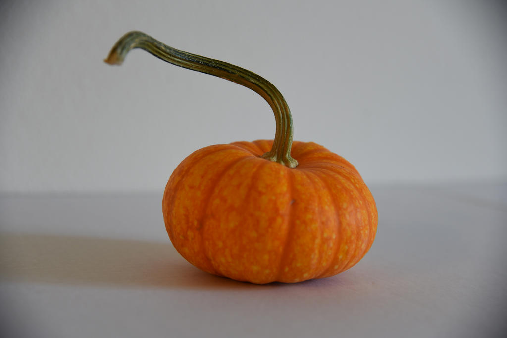 pumpkin fall halloween stock