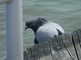 Pigeon Watching