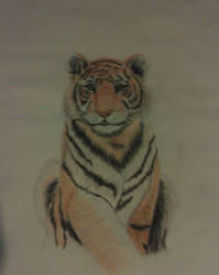 Tiger in Color Pencil