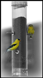 American Goldfinch-3