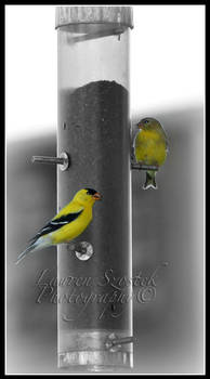 American Goldfinch-3