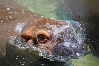 Baby hippo