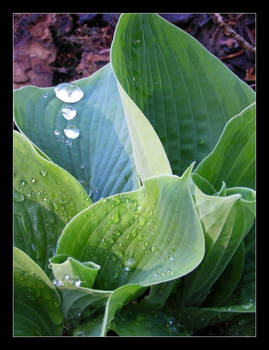 Hosta