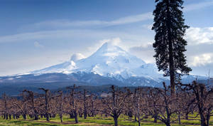 Mt. Hood Orchards